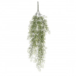 Chute De Jasmin Vert En...