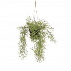 Chute De Rhipsalis Vert En...
