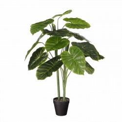 Alocasia En Pot Vert...