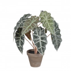 Alocasia En Pot Stan Gris...