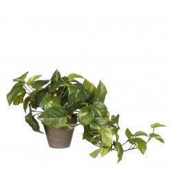 Pothos En Pot Stan Gris...