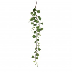 Chute De Hoya Vert En...