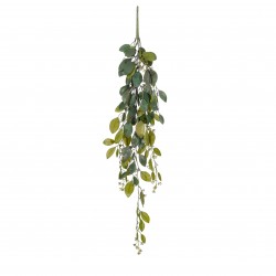 Chute De Senecio Cineraria...