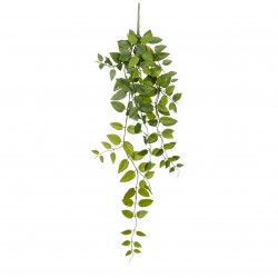 Chute De Scindapsus Vert En...