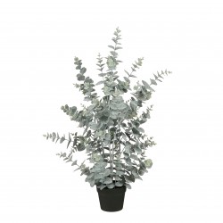 Eucalyptus En Pot...