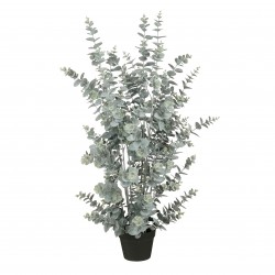 Eucalyptus En Pot  Vert En...