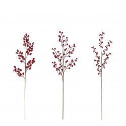 Branche De Baies Rouge En...