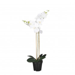 Phalaenopsis En Pot Blanc...