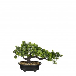 Bonsai Crassula En Pot...