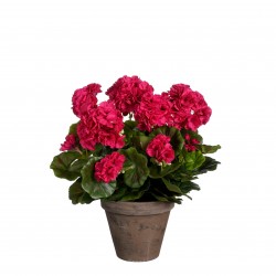 Géranium En Pot Stan Rose...