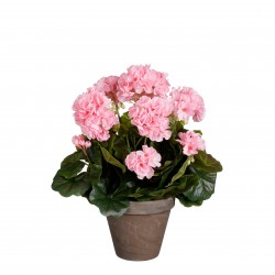 Géranium En Pot Stan Rose...