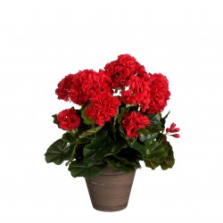 Géranium En Pot Stan Rouge...
