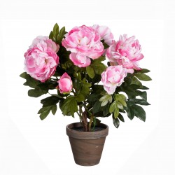 Pivoine En Pot Stan Rose En...