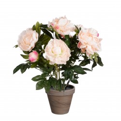 Pivoine En Pot Stan Saumon...