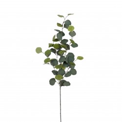 Tige D'Eucalyptus Vert En...