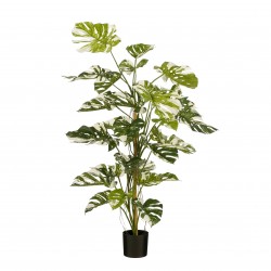 Monstera En Pot Vert En...
