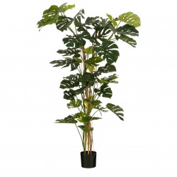 Monstera En Pot Vert En...