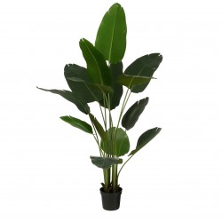 Bananier En Pot Vert En...