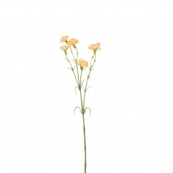 Tige D'Oeillet Pêche En...