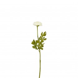 Tige De Ranunculus Crème En...