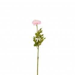 Tige De Ranunculus Rose En...