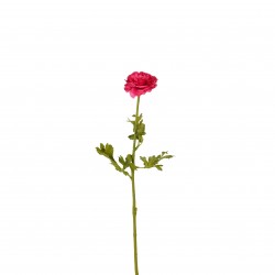 Tige De Ranunculus Fuchsia...