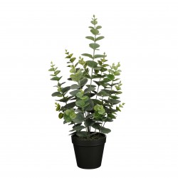 Eucalyptus En Pot Vert En...