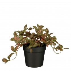 Fittonia En Pot Rouge...