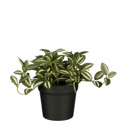 Tradescantia En Pot...