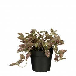 Fittonia En Pot Rose En...