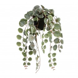 Suspension De Ceropegia...