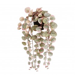 Suspension De Ceropegia...