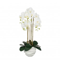 Phalaenopsis En Pot Blanc...