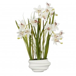 Cymbidium En Pot Crème En...
