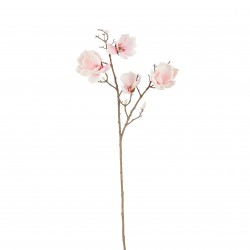Tige De Magnolia Rose...