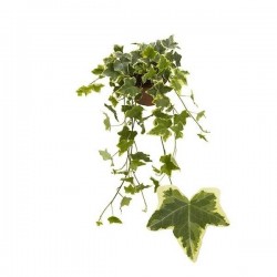 HEDERA helix 'Goldchild' P13
