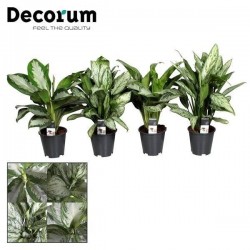 AGLAONEMA assorti H50 P17