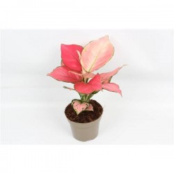AGLAONEMA 'Pink Star' P12