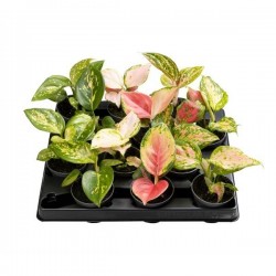 AGLAONEMA assorti P6