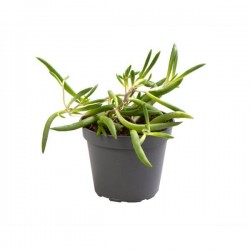 SENECIO herreianus 'Purple...