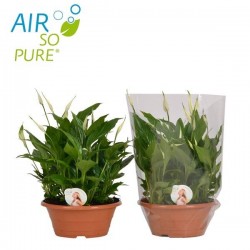 SPATHIPHYLLUM wallisii...