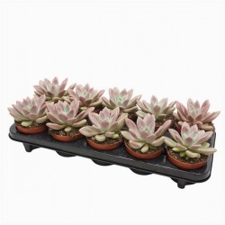 PACHYVERIA 'Rosy Crow' P10.5