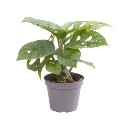 MONSTERA obliqua 'Monkey...