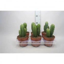 POLASKIA chichipe COLONN P12