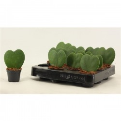 HOYA kerrii P6