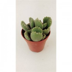 COTYLEDON ladysmithiensis P5.5
