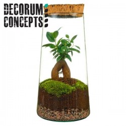 COMPOSITION terrarium 1P...
