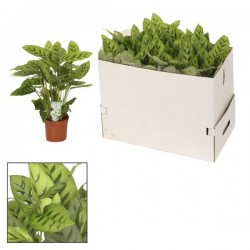 CALATHEA leopardina P12