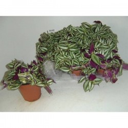 TRADESCANTIA zebrina P12