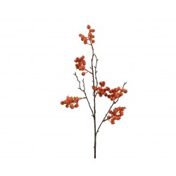 Branche De Baie Orange...